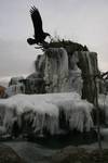 Mother bronze eagle in the winter, Idaho Falls
